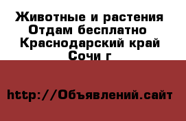 Животные и растения Отдам бесплатно. Краснодарский край,Сочи г.